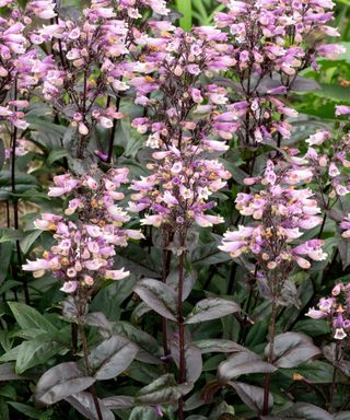 'Dakota Burgundy' penstemon in bloom