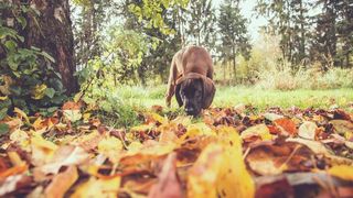 Dog sniff on a walk