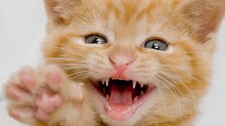 A kitten showing its teeth