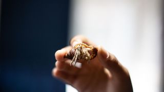 Person holding a hermit crab — Best small pets