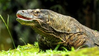 The largest lizards are Komodo dragons from Indonesia.