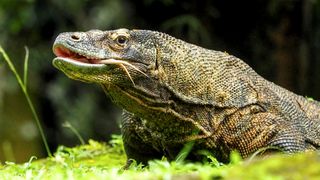 Lizards: From tiny geckos to giant Komodo dragons