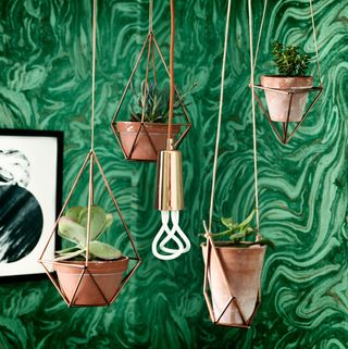 terracotta pots with hanging and emerald wallpaper