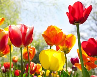 yellow and red tulips