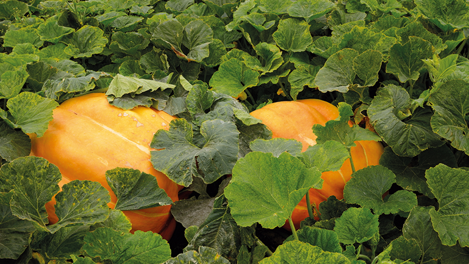 Two large Atlantic giant pumpkins are growing in a vegetable garden