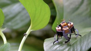 The mCLARI miniature shape-shifting robot on a leaf, next to a tiny spider on a nother leaf