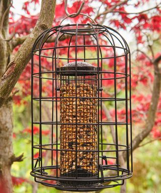 wire metal bird feeder on tree