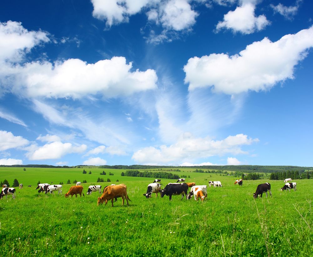 Cows graze in an open field. 