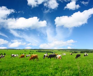 Cows graze in an open field.