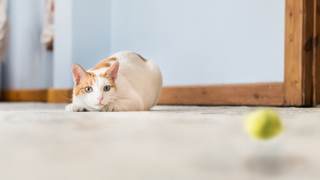 White ginger cat stalking a ball that's rolling away from it