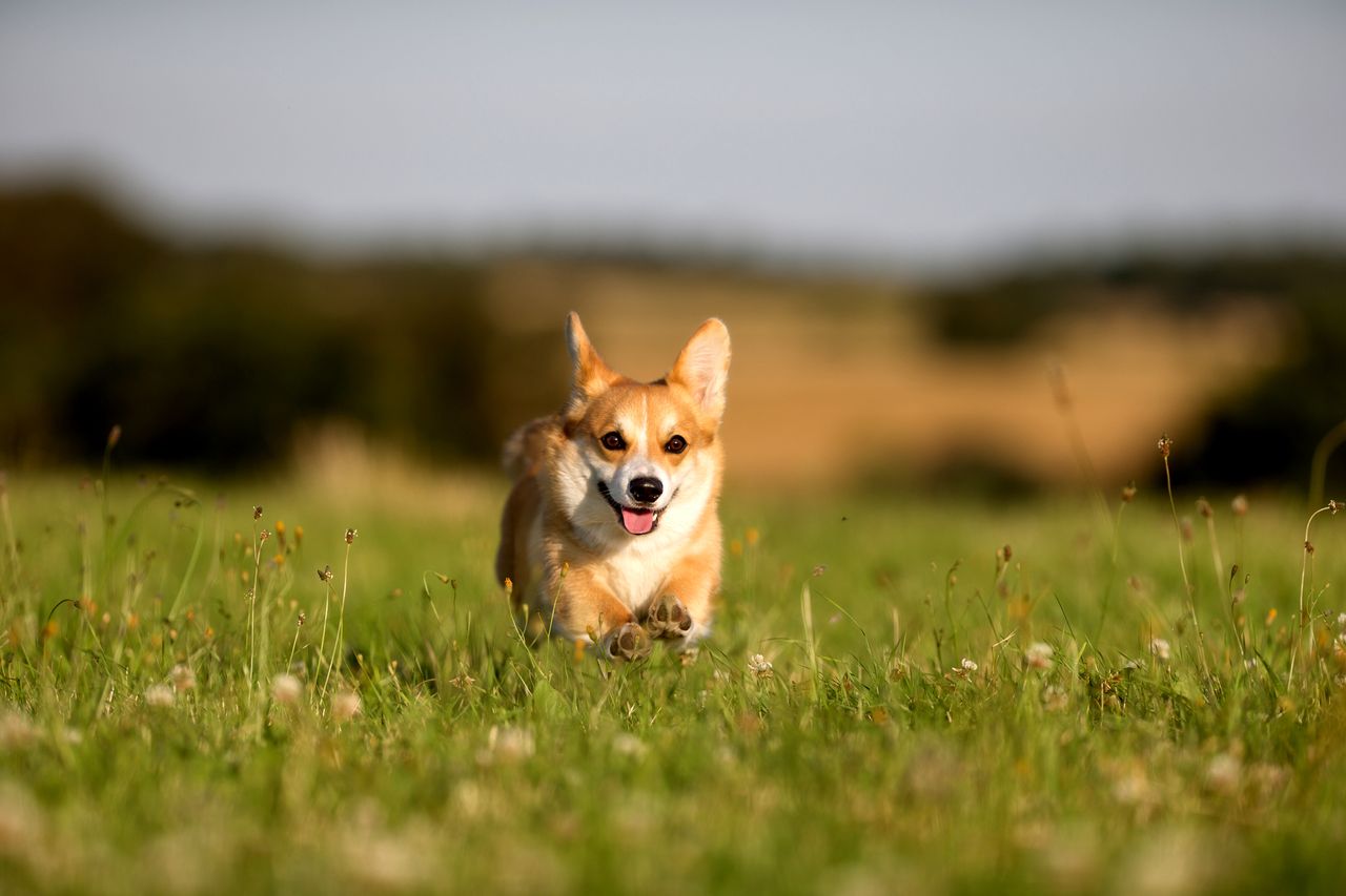 A corgi.