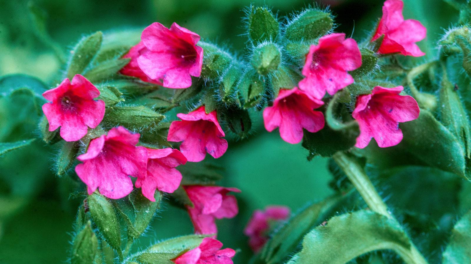Pulmonaria rubra