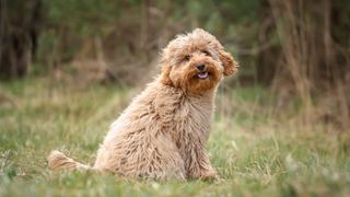 cavapoo