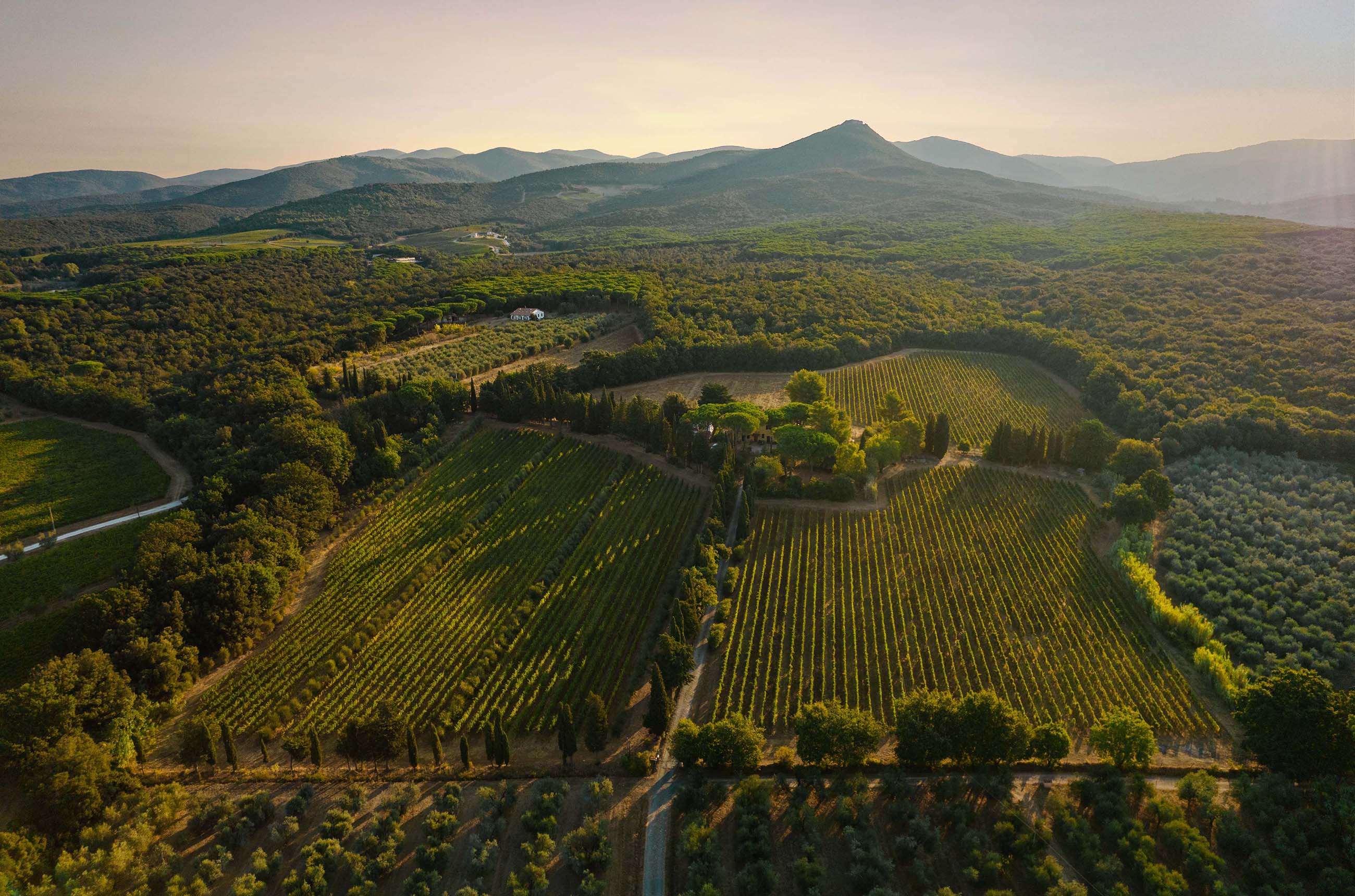Gaja Ca'Marcanda vineyards in Bolgheri