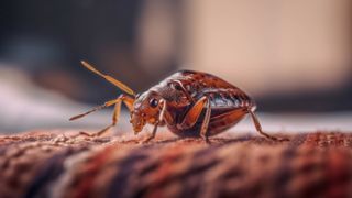 A bed bug up close