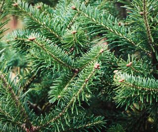 Closeup of Nordmann fir tree branches