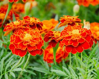 Vibrant French marigold flowers