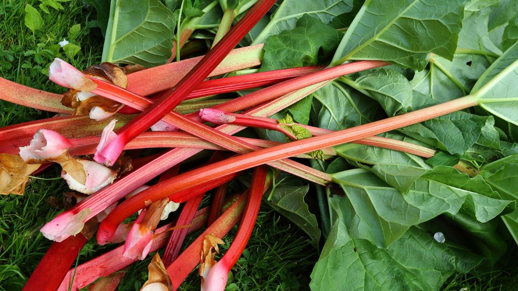 freshly harvested rhubarb 