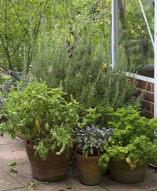 basil and other herbs growing in pots outside a greenhouse