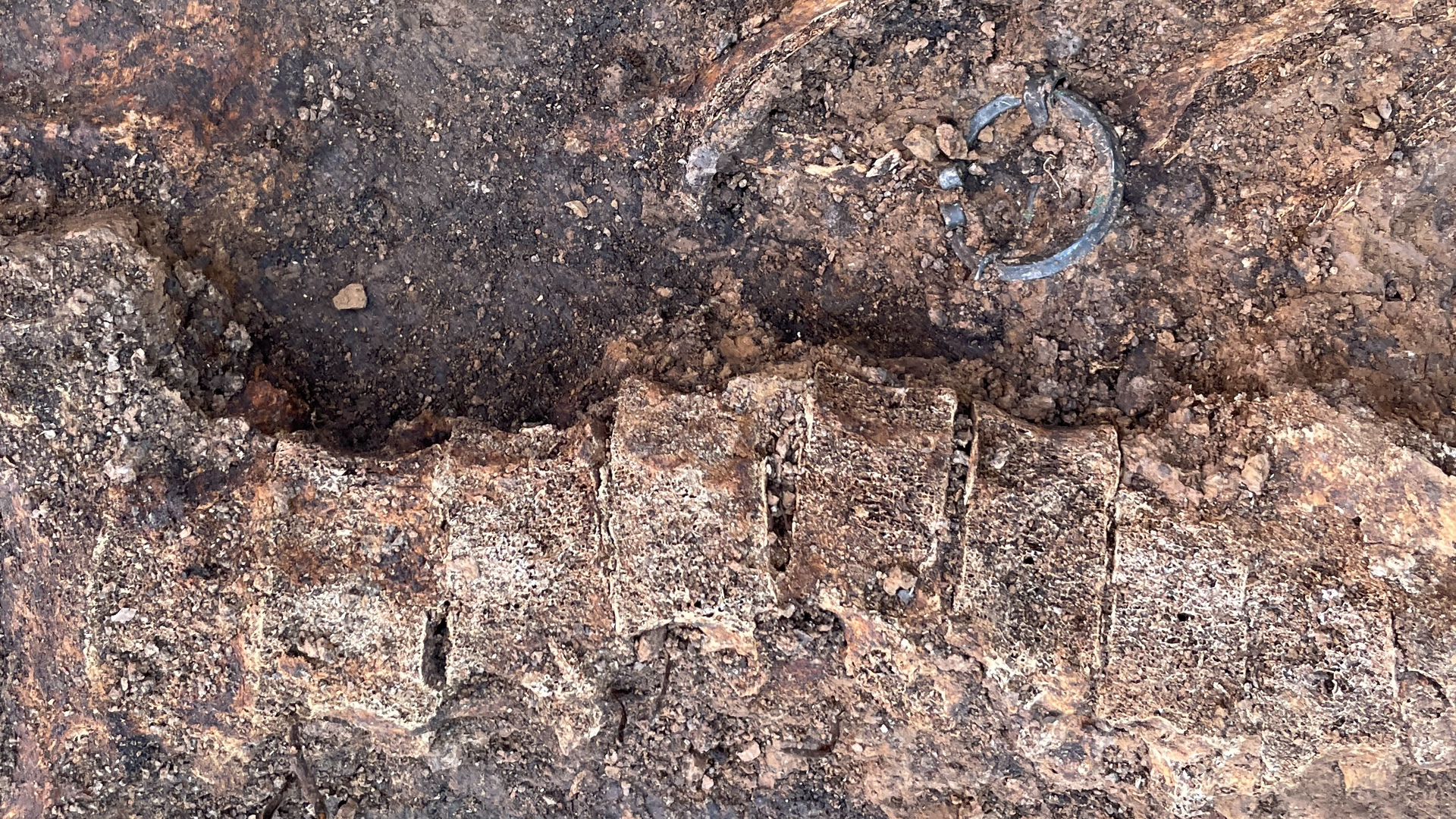 human neck vertebrae with a silver brooch next to them, while being excavated by archaeologists