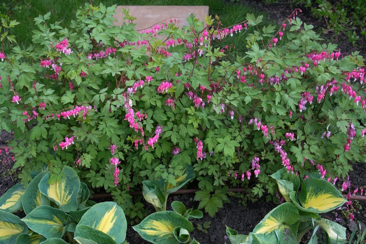 Bleeding Heart Plant