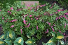 Bleeding Heart Plant