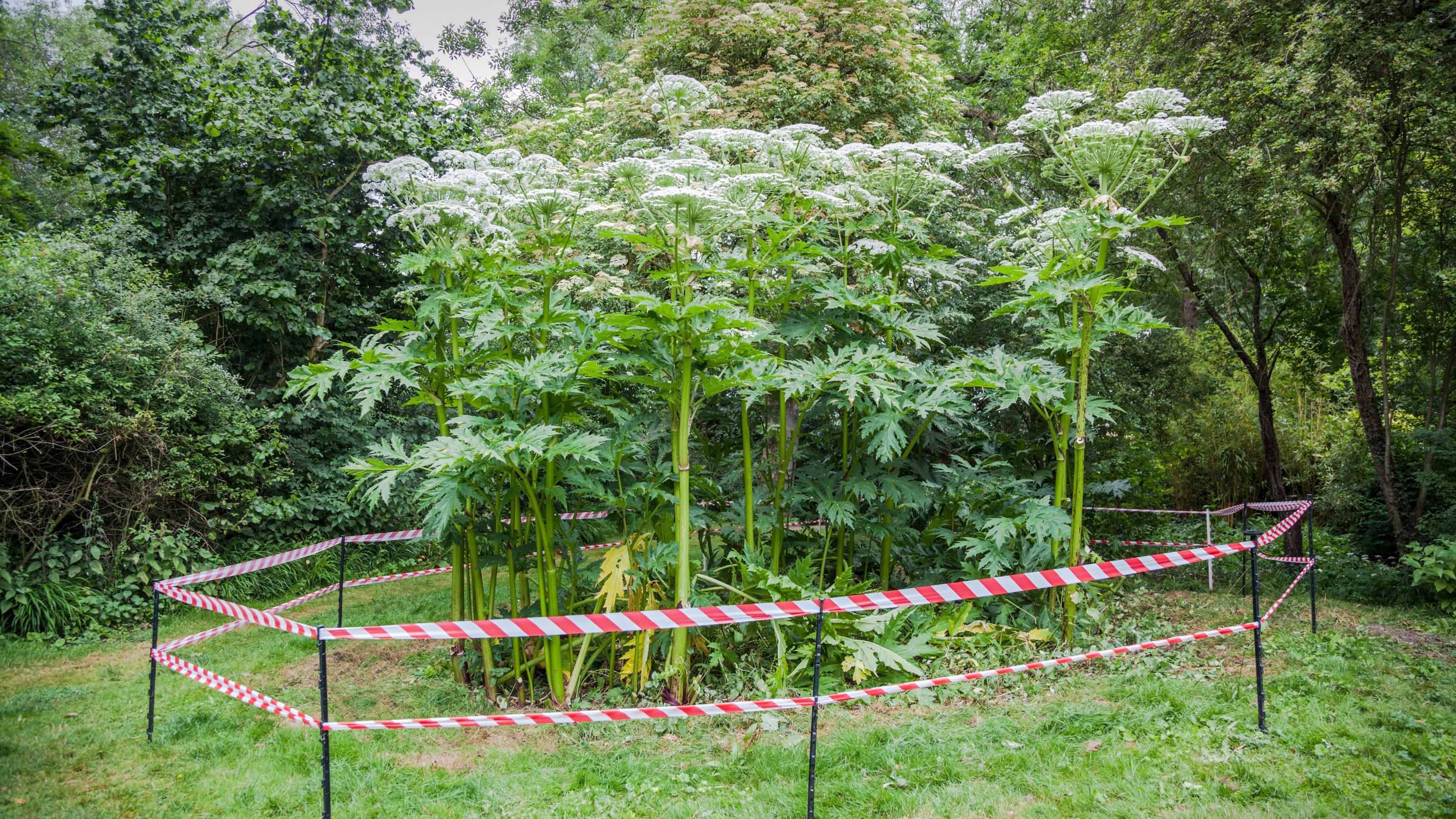 Giant hogweed plants surrounded by red and white warning tape