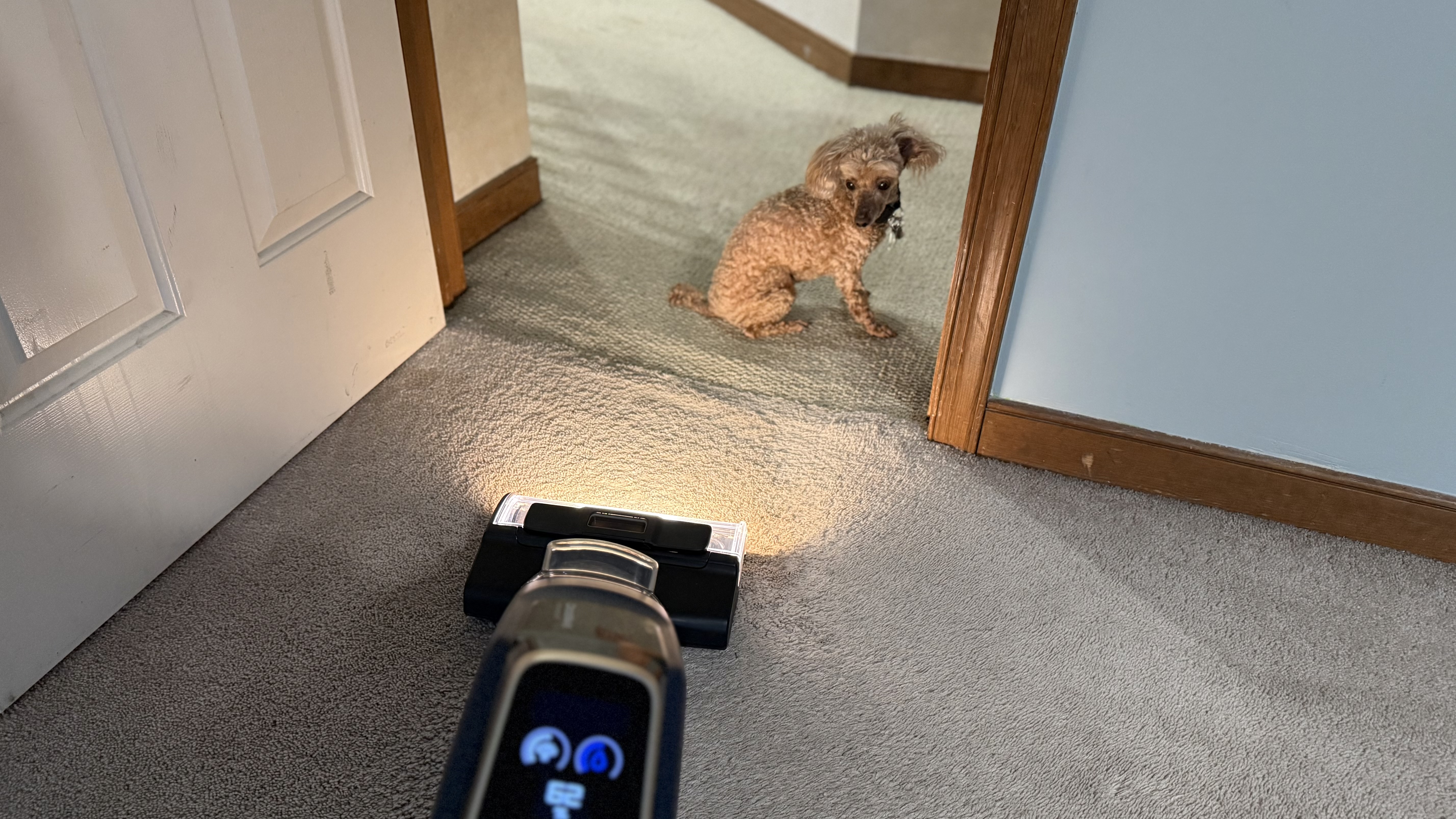 Bissell CrossWave HydroScrub All-in-One-Multi-Surface Cleaner being used near dog