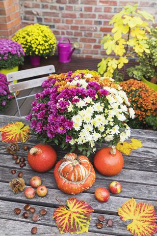 Three different colored mums in a planter surrounded by pumpkins