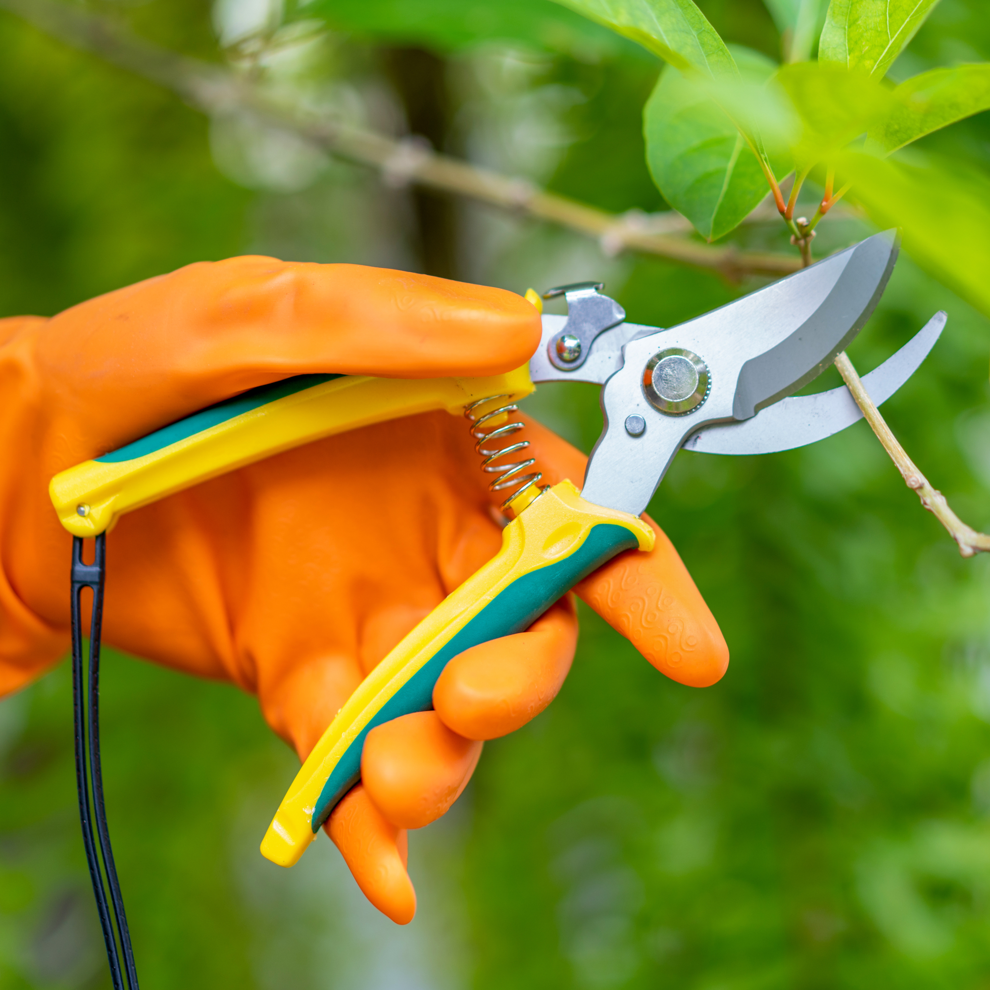 hand holding pruners