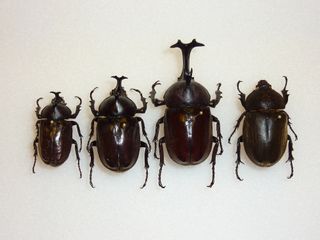 Rhinoceros beetles in a row