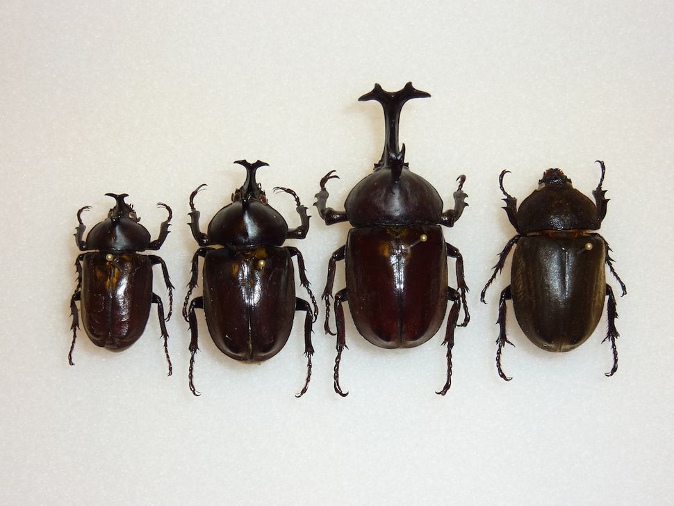 Images: Amazing Rhinoceros Beetles | Live Science