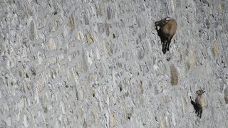 Alpine ibex on the Cingino Dam