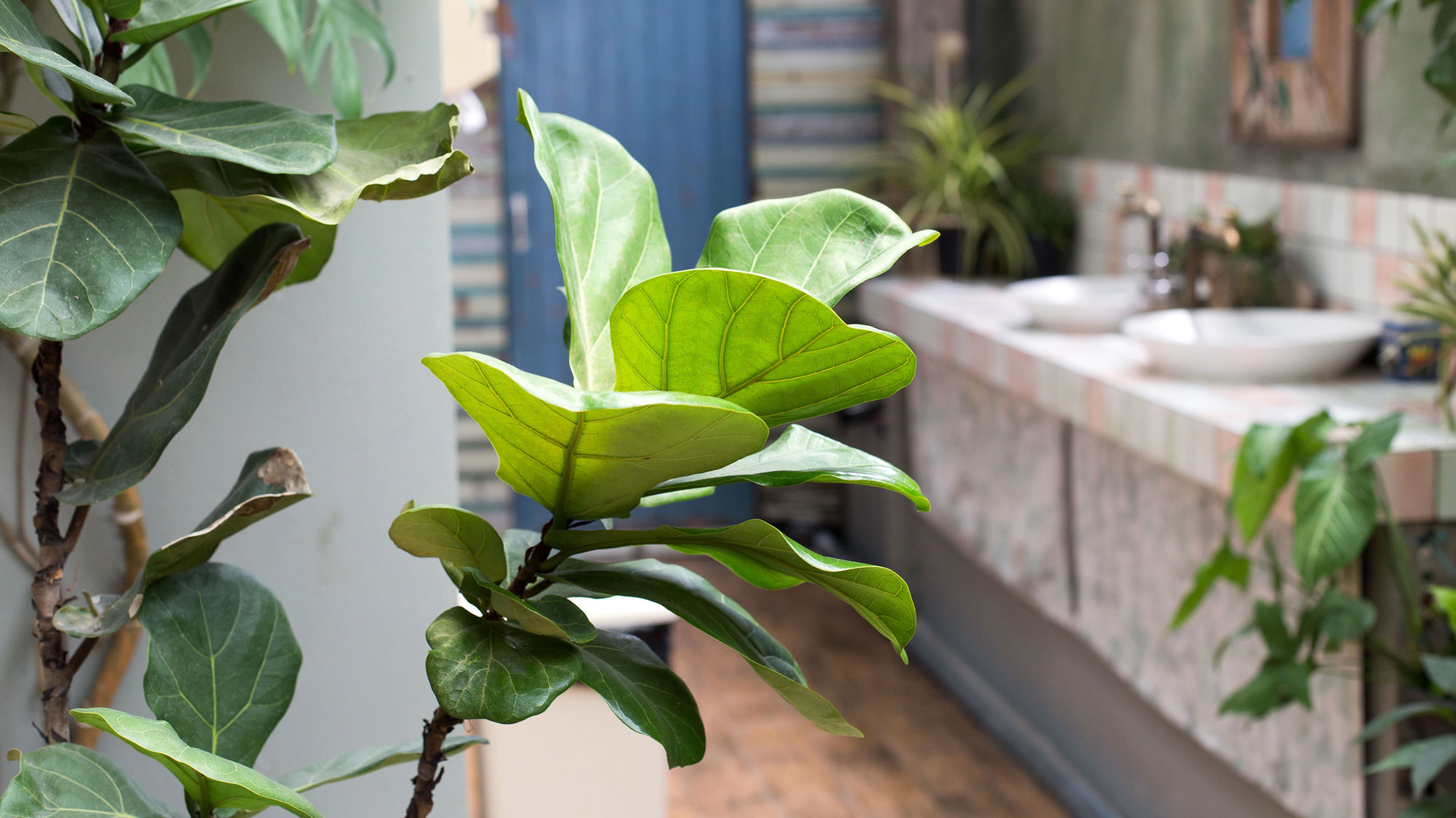 droopy fiddle leaf fig houseplant in bathroom