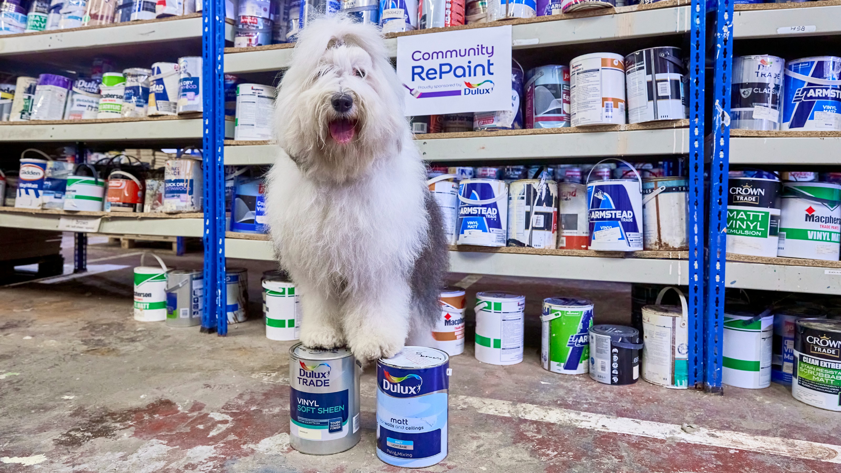 Shelves of the Community RePaint project filled with used paint tins with a dog in front of them