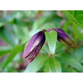 10 Seeds Chocolate Lily Black Kamchatka Brown Fritillaria Camschatcensis Flower Seeds