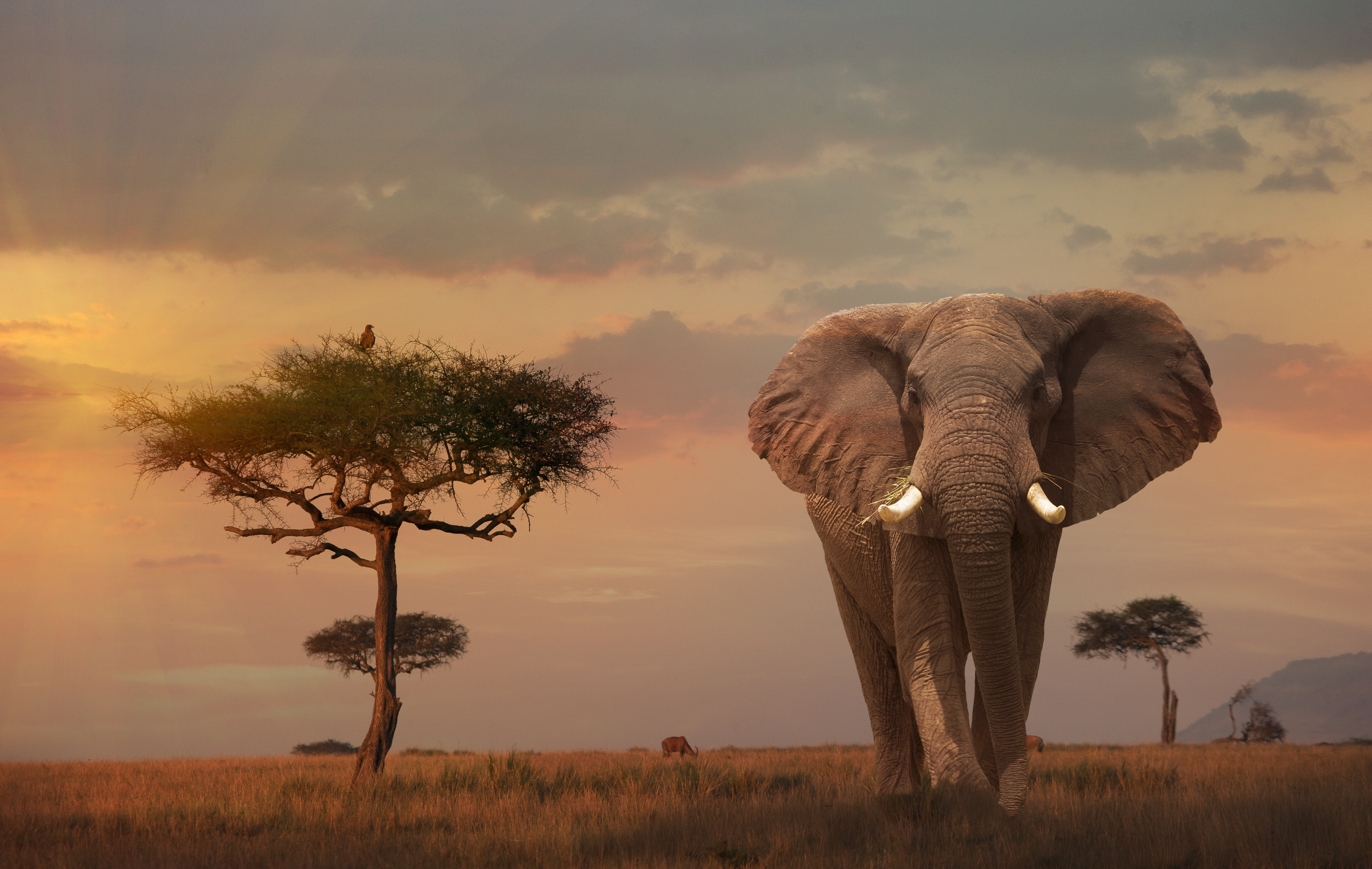 A giant bull elephant walking through the Masai Mara bush at sunrise