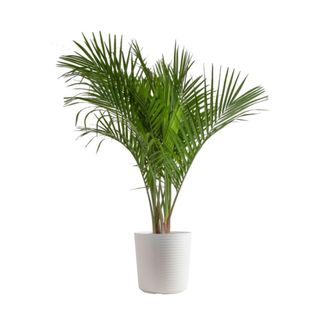 A green kentia palm plant in a white pot