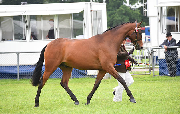 South of England show june 2018