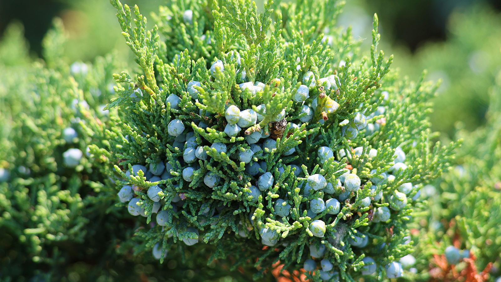 Juniper bush