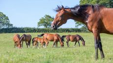 HAH00.lb_FOALSTOCKSHOOT.FOAL_STOCK_SHOOT_BOOTS_AND_HOOVES_FUTURE_OWNS20240719_1097-1.jpg