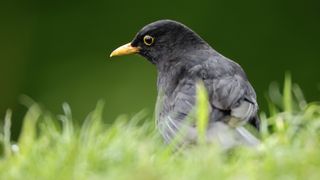 Blackbird in a garden