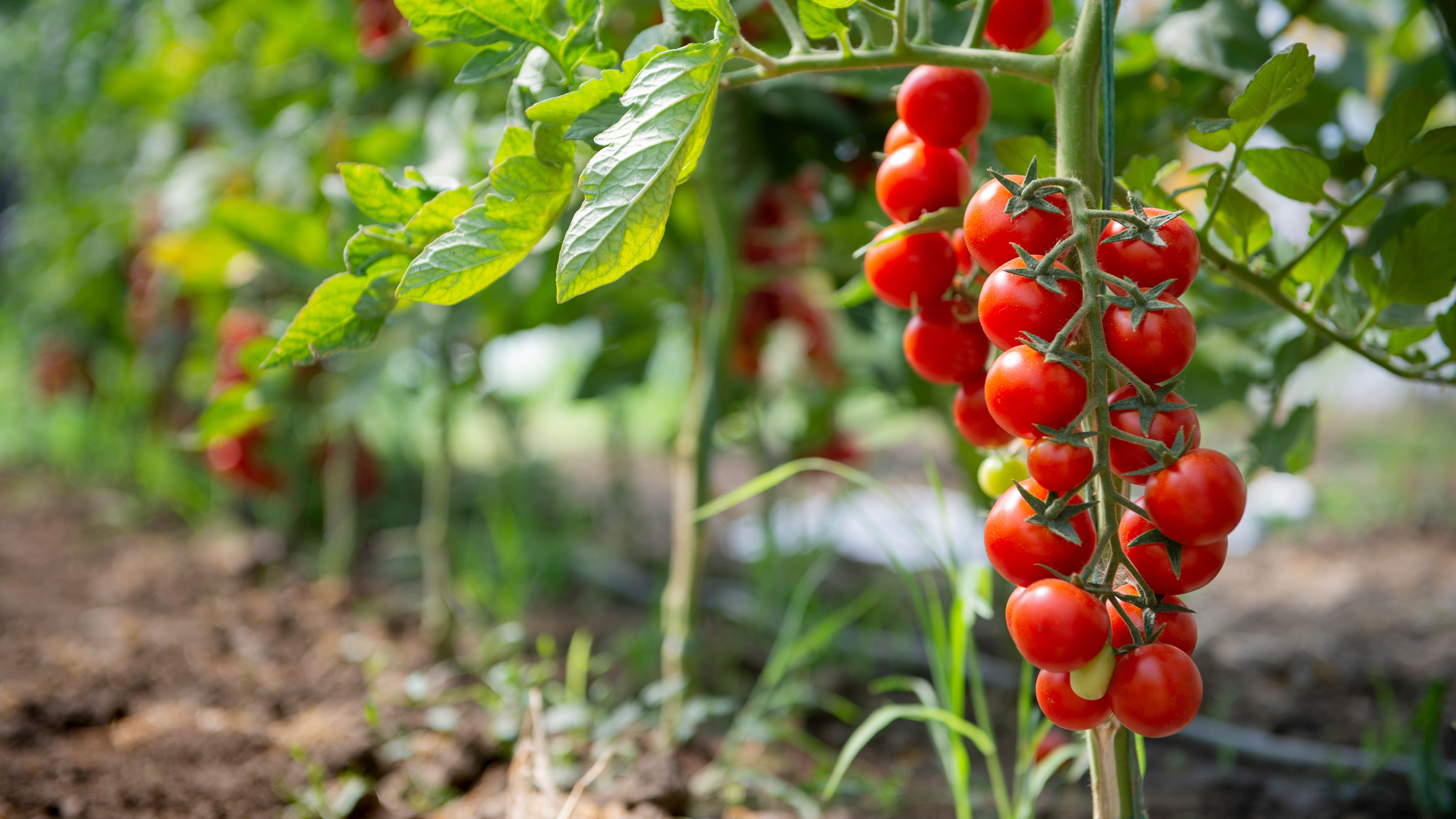 Avoid These 7 Mistakes When Growing Tomatoes Toms Guide