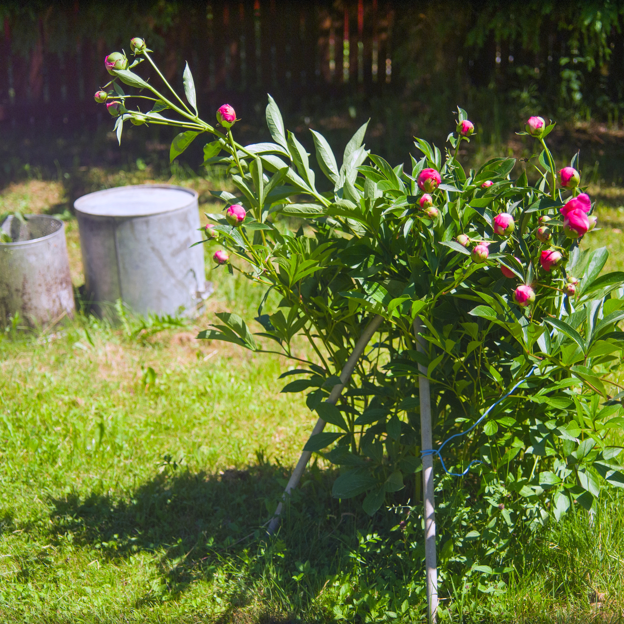 Individual stakes supporting a peony bush.