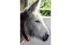 Whiskers-donkey-sanctuary.jpg