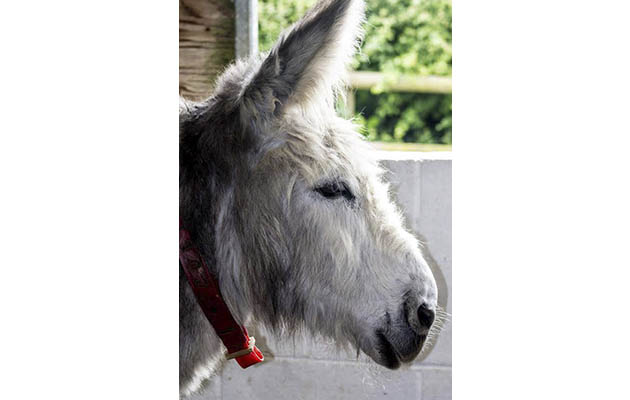 Whiskers-donkey-sanctuary.jpg