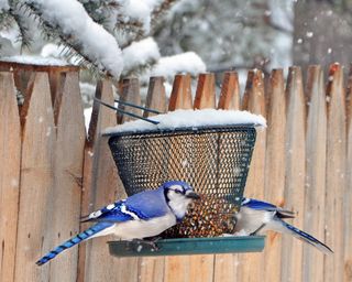 Blue jays on bird feeder in the snow
