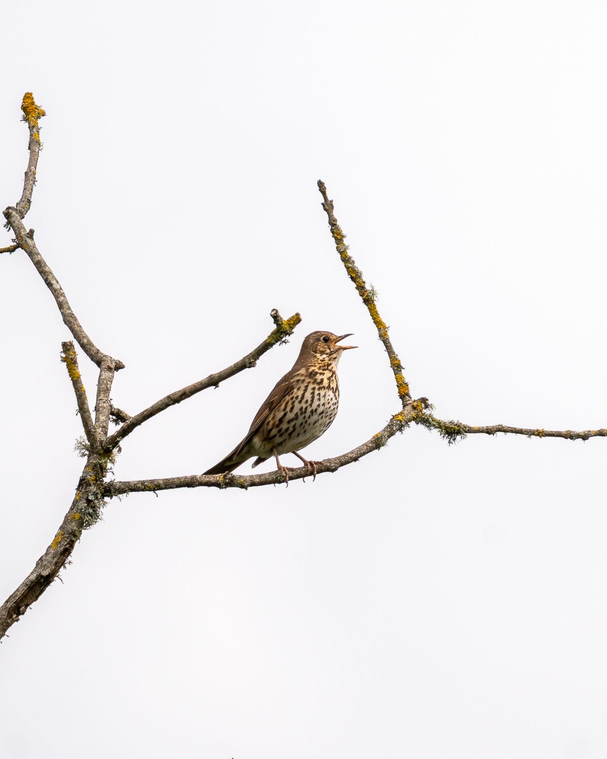 song thrush sat in tree against a white sky