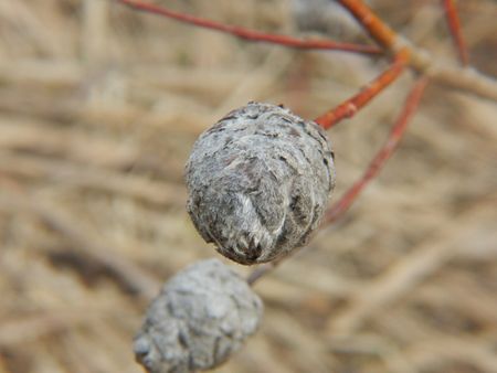 Galls On A Willow Tree