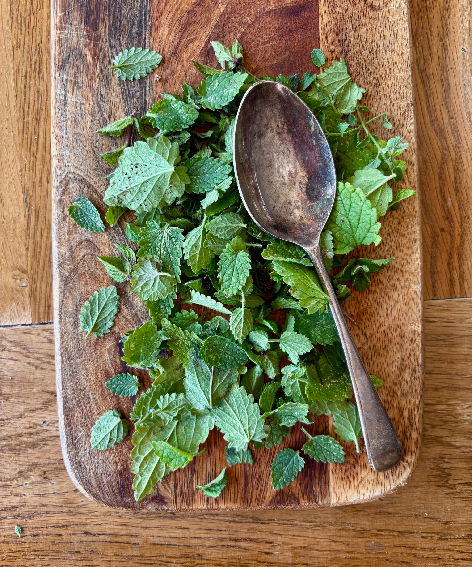 crushed catnip leaves being used to make a mosquito repellent spray